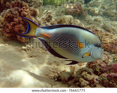 Surgeon fish at the Red Sea coral reef