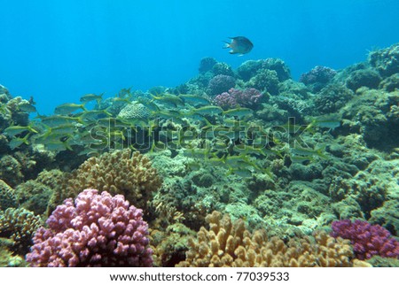 Fish   on Red Sea Coral Reef With A Lot Of Fish Stock Photo 77039533