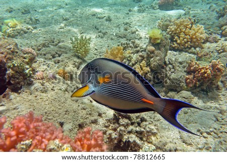 Sohal surgeon fish at the Red Sea coral reef