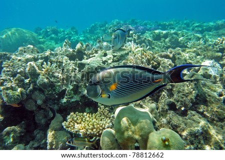 Sohal Surgeon fish at the red sea coral reef