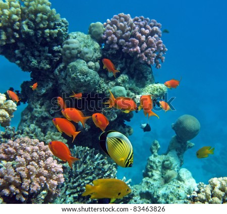 Tropical fish of the Red Sea coral reef