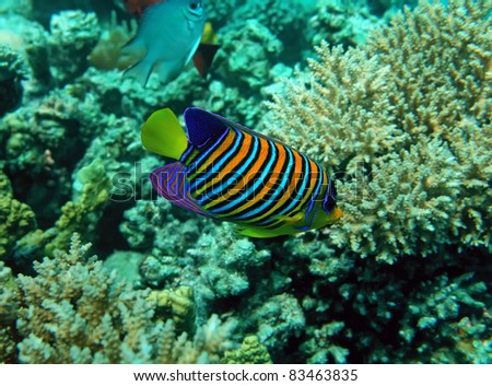 Regal angel fish of the Red Sea coral reef