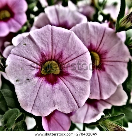 Colorful spring flowers digitally edited a festive work of art