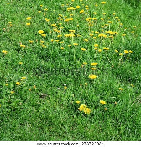 wildflowers, taraxacum, yellow flowers meadow in springtime