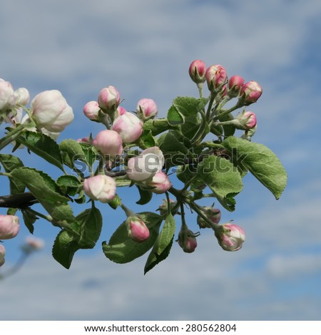 delicate fruit blossoms on tree in spring