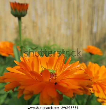 Calendula officinalis,orange flower that blooms in summer and has healing properties