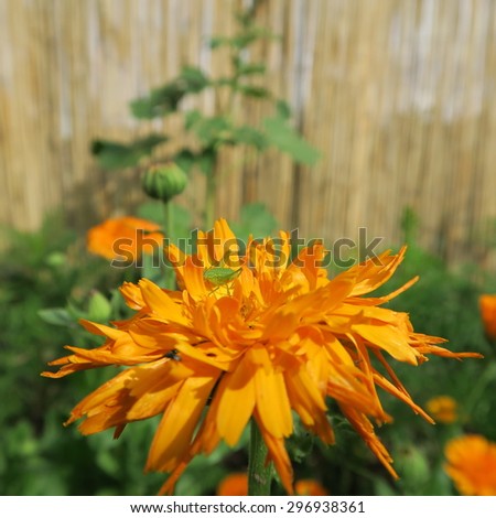 Calendula officinalis,orange flower that blooms in summer and has healing properties