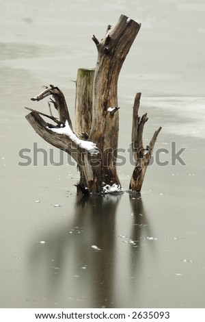 Broken tree trunk in frozen water - pond in winter.