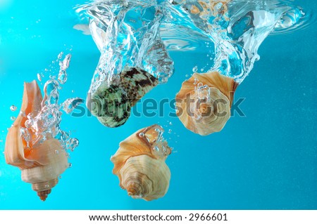 Four seashells falling into clear water. Blue background.