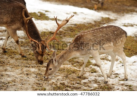 Wild fallow deers - male and female