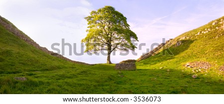 Tree at Hadrian\'s Wall