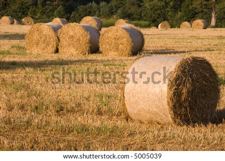 Hay bails in hay field at harvest time
