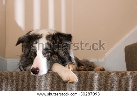 Relaxed dog on the stairs