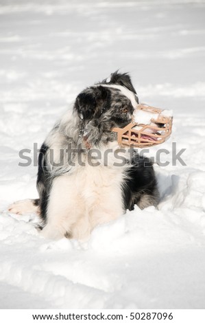 Blue Merle Border collie wearing muzzle in a snowy scene