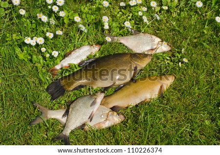 Lake fishes tench, bream, roach on green grass. Active leisure fishing catch.