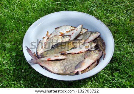 Fishing caught in steel bowl. Lake fishes bream roach and tench prepared for food.