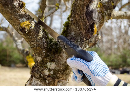 hand with gloves cut prune lop trim fruit tree branch twig with hand saw in spring.