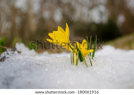 delicate yellow crocuses first spring flowers rise up from the snow in sun