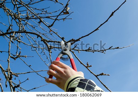woman hand hold garden secateurs for pruning the apple try tree branches, seasonal spring garden work