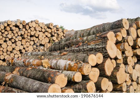 wood fuel birch and pine tree logs stacks near forest.