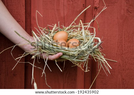 woman hand hold nest of hay with small brown chicken eggs on wooden dark red wall background