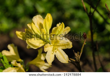 bright yellow big magnolia blossom on backyard background