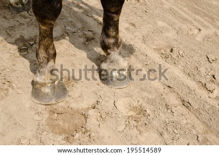 close up of horse hooves on the sand