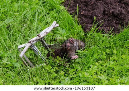 Dead mole animal caught with steel trap lie near mole-hill.
