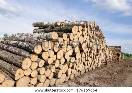wood fuel stacks and birch logs near forest and cloudy blue sky background.