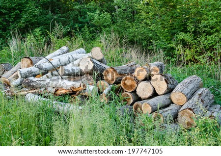 stack of logs in green grass at the edge of summer forest