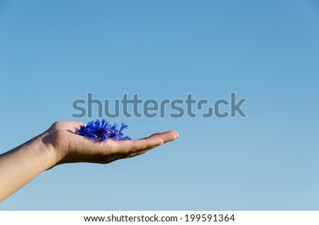 female hand with pile of cornflower blossom on blue spring sky background