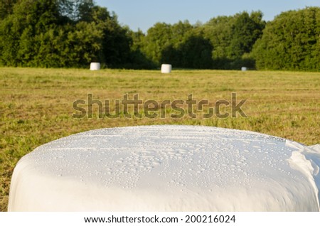 polythene wrapped grass straw bales haystacks fodder for animal on harvested meadow.