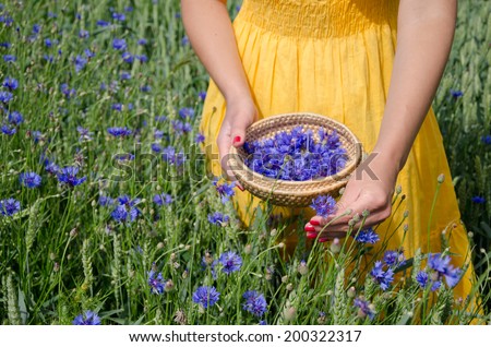 farm woman girl in yellow dress hands with red nails pick blue cornflower flowers herb to wicker dish in agriculture field.