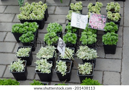 decorative garden flower seedlings in small plastic pots outdoor shopping fair