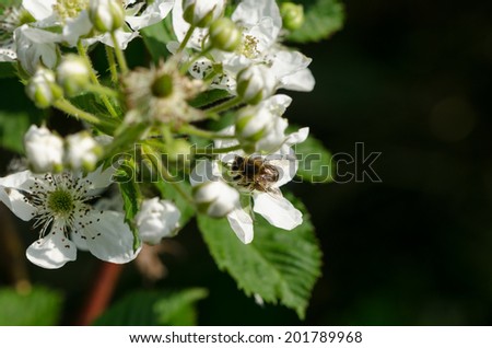the young white blackberries florets fly two small bees summer time