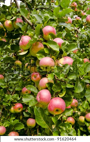 Apple branch droopy from ripe fruit. Nature autumn gifts.