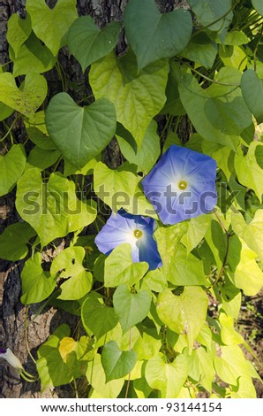 Beautiful creeper plant clematis with few blue blooms. Alternative name traveller\'s joy.