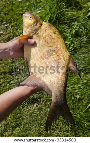Bream caught on housefly larvae in Lithuania lake. Fish in hands.
