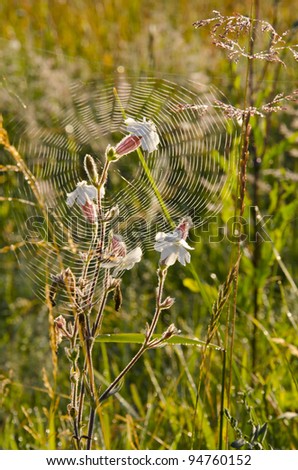 Summer dew on the web - a frequent guest. Nice white flower blooms.