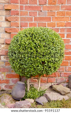 Decorative green tree with small round leaves growing near red brick wall.