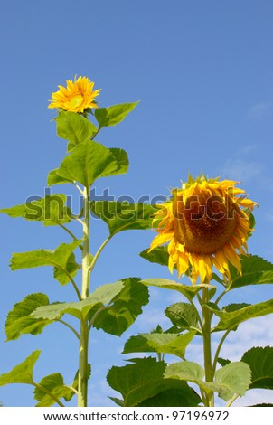 Sunflowers have always come in different sizes