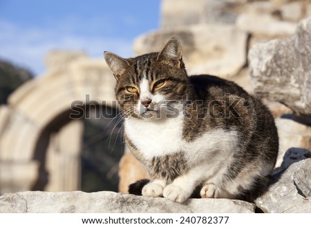 One of many cats roaming freely in ancient city of Ephesus (Turkey).