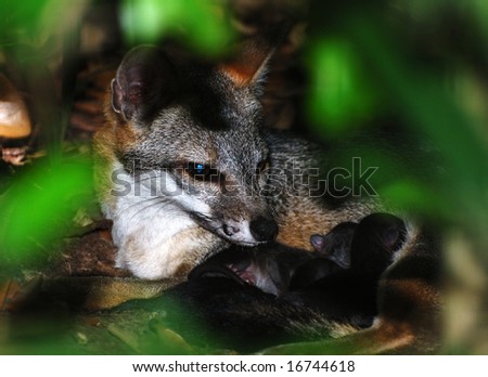 The fox protecting her cubs while they sleep in Belize zoo.