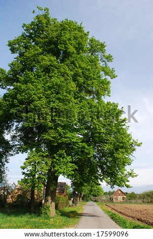 The tall village tree by the road in Lithuanian village.