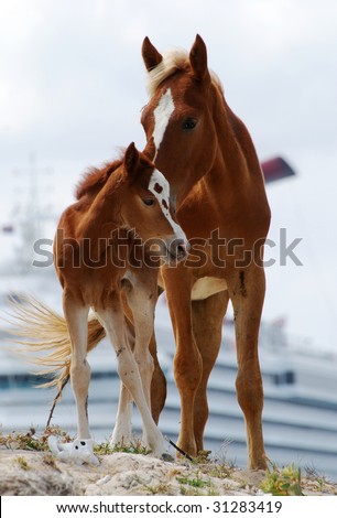 The view of horses showing affection on Grand Turk island, Turks & Caicos.