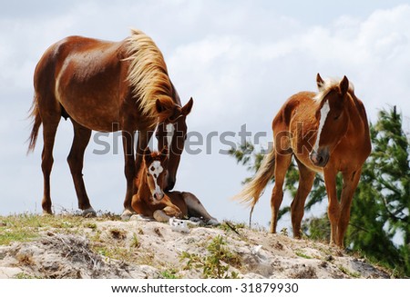 Family of horses on Grand Turk island, Turks & Caicos.