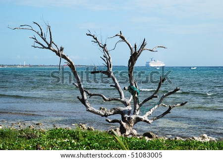 The dry tree with a net and cruise ships far away in Mahahual resort town (Mexico).