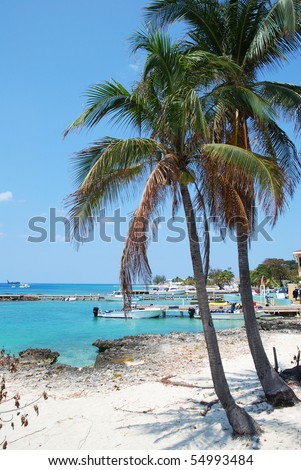 Palms growing on Grand Cayman island Seven Mile Beach (Cayman Islands).