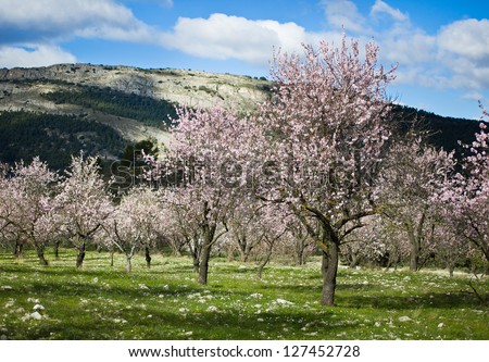 Almond orchard in blossom, Alicante , Spain