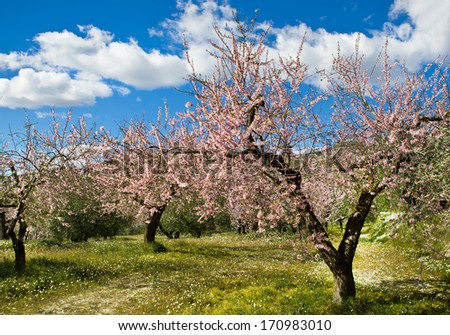 Almond orchard in blossom, Alicante, Spain,  flowering almond trees on a sunny day, blue sky and white clouds
